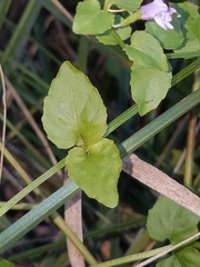 Clinopodium brownei