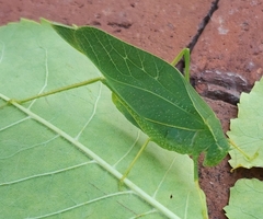 Microcentrum rhombifolium