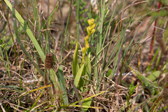 Liparis loeselii