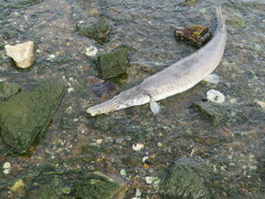 Lepisosteus platostomus