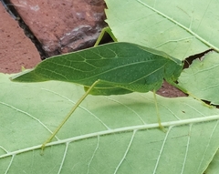 Microcentrum rhombifolium