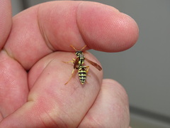 Polistes gallicus