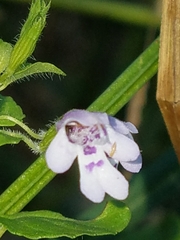 Clinopodium brownei