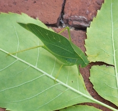 Microcentrum rhombifolium