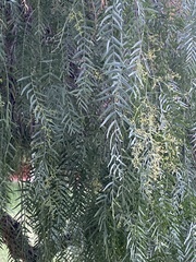 Schinus molle