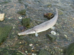 Lepisosteus platostomus