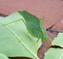 Microcentrum rhombifolium