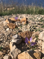 Crocus thomasii