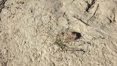 Bouteloua barbata barbata