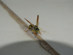 Polistes gallicus