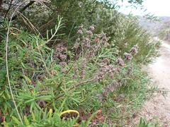 Salvia brandegeei