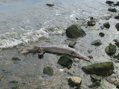 Lepisosteus platostomus