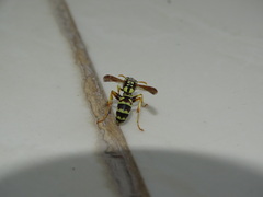 Polistes gallicus
