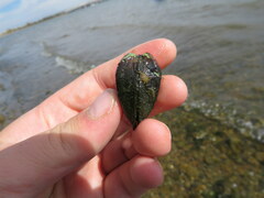 Truncilla truncata