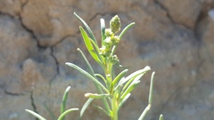 Oligomeris linifolia