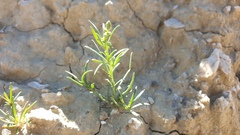 Oligomeris linifolia