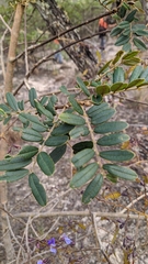 Bowdichia virgilioides