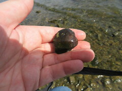 Truncilla truncata