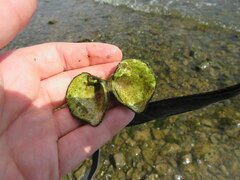 Truncilla truncata