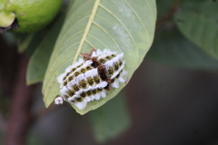 Megalopyge defoliata