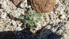 Trichoptilium incisum