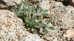 Trichoptilium incisum