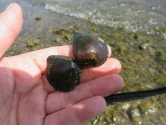 Truncilla truncata