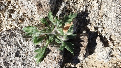 Trichoptilium incisum