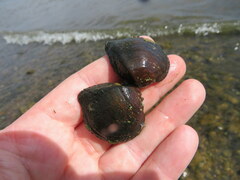Truncilla truncata