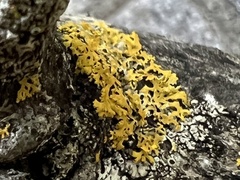 Xanthomendoza weberi