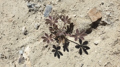 Lupinus arizonicus