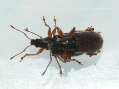 Phyllobius oblongus