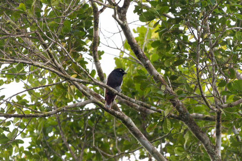 White-winged Cotinga