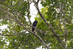 Xipholena atropurpurea