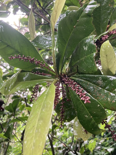 Wallenia lamarckiana
