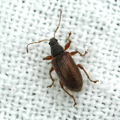 Phyllobius oblongus