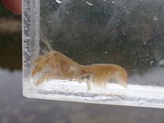Upogebia pugettensis