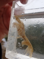 Upogebia pugettensis