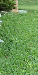 Paspalum vaginatum