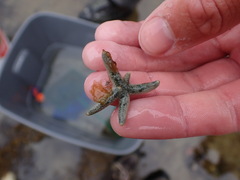 Leptasterias hexactis