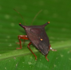 Taurocerus edessoides
