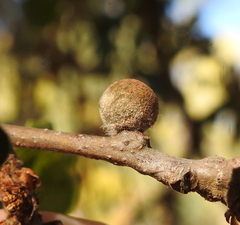Burnettweldia washingtonensis