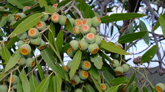 Eucalyptus todtiana