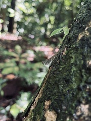Liturgusa maya