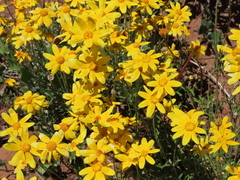 Eriophyllum lanatum
