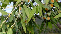 Eucalyptus todtiana