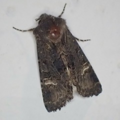 Aporophyla chioleuca