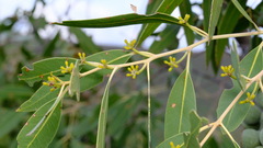 Eucalyptus todtiana