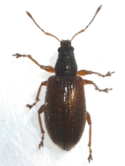 Phyllobius oblongus