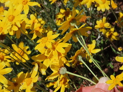 Eriophyllum lanatum
